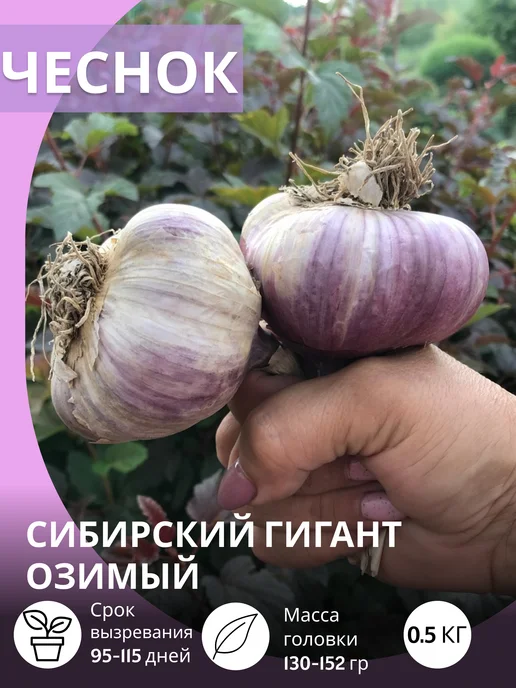 САЖАЙ И ТОЧКА Чеснок на посадку осенью крупный Сибирский Гигант озимый, вариант