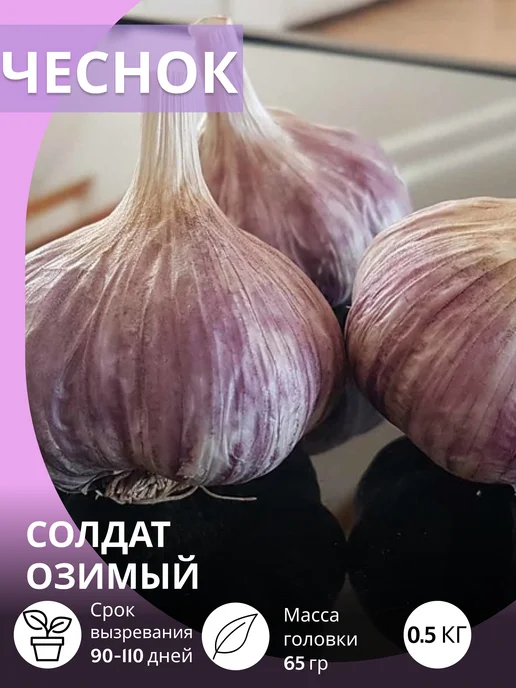 САЖАЙ И ТОЧКА Чеснок на посадку осенью крупный Солдат озимый 0.5 кг, 500 г