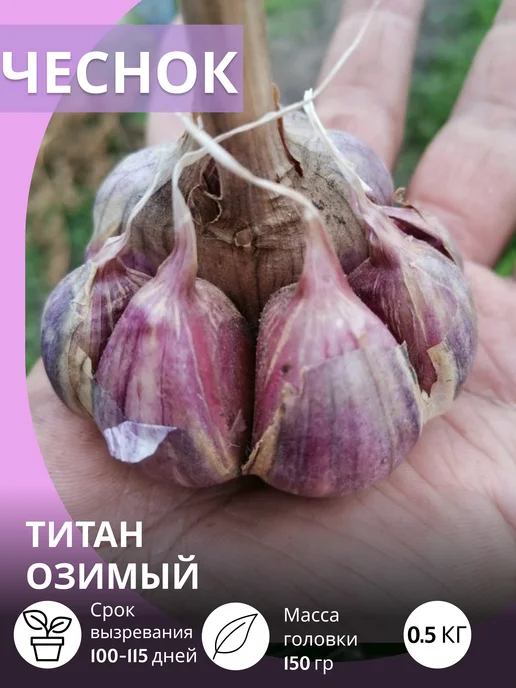 САЖАЙ И ТОЧКА Чеснок на посадку осенью крупный Титан озимый 0.5 кг, 500 г