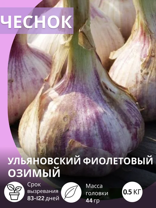 САЖАЙ И ТОЧКА Чеснок на посадку осенью крупный Ульяновский Фиолетовый, фиолетовый