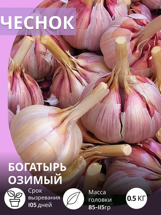САЖАЙ И ТОЧКА Чеснок на посадку осенью крупный Богатырь озимый 0.5 кг, 500 г