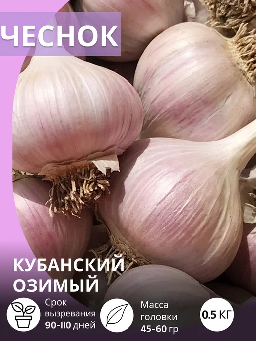 САЖАЙ И ТОЧКА Чеснок на посадку осенью крупный Кубанский озимый 0.5 кг, 500 г