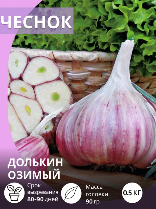 САЖАЙ И ТОЧКА Чеснок на посадку осенью крупный Долькин озимый 0.5 кг, 500 г