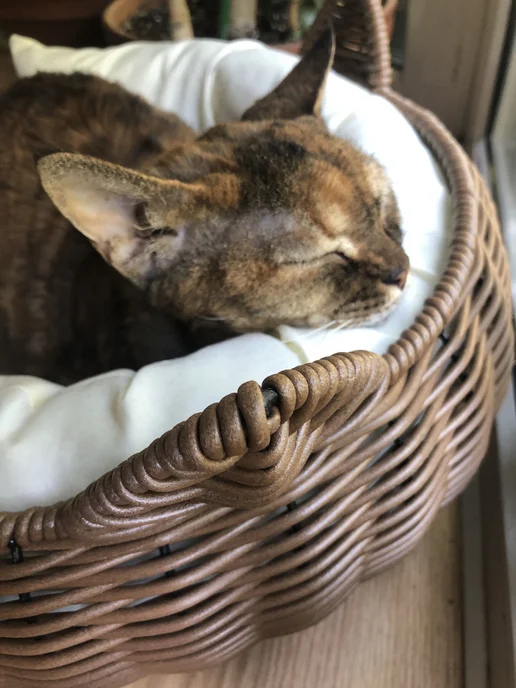 Лежанка для кошек большая с 2 подушками Коричневый, коричневый, фото 7