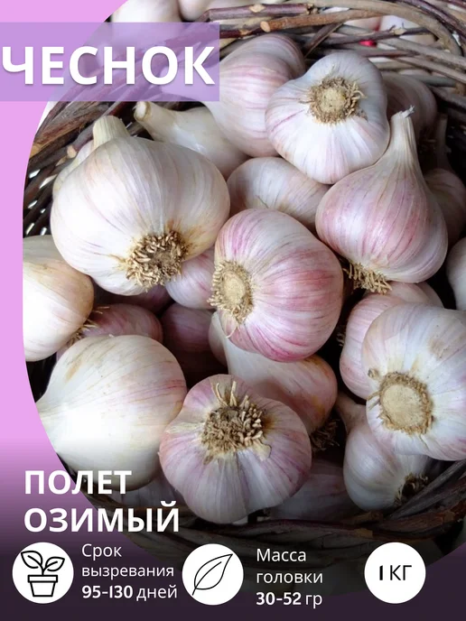 САЖАЙ И ТОЧКА Чеснок на посадку осенью крупный Полет озимый 1 кг, 1 кг