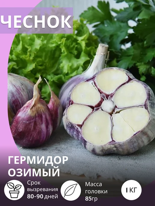 САЖАЙ И ТОЧКА Чеснок на посадку осенью крупный Гермидор озимый 0.5 кг, 1 кг