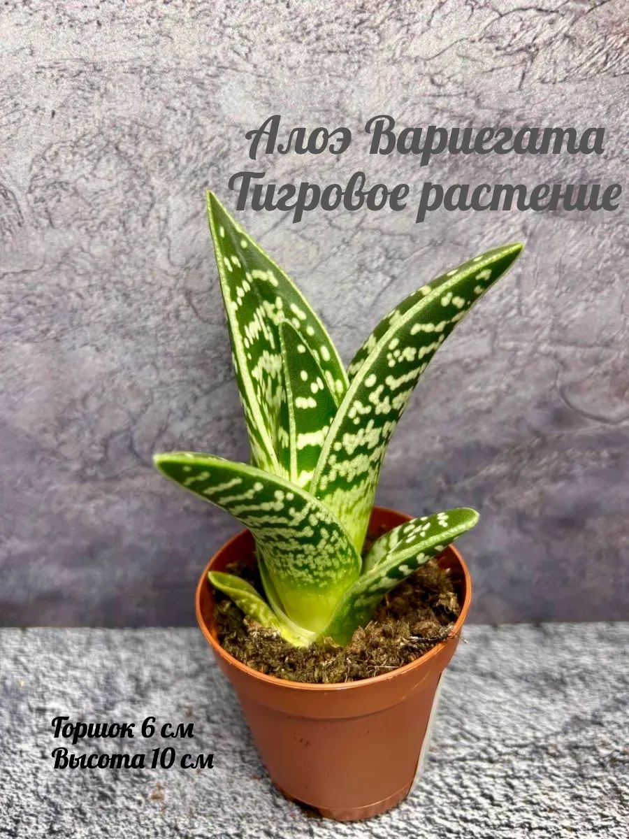 Алоэ Вариегата Тигровое растение живое