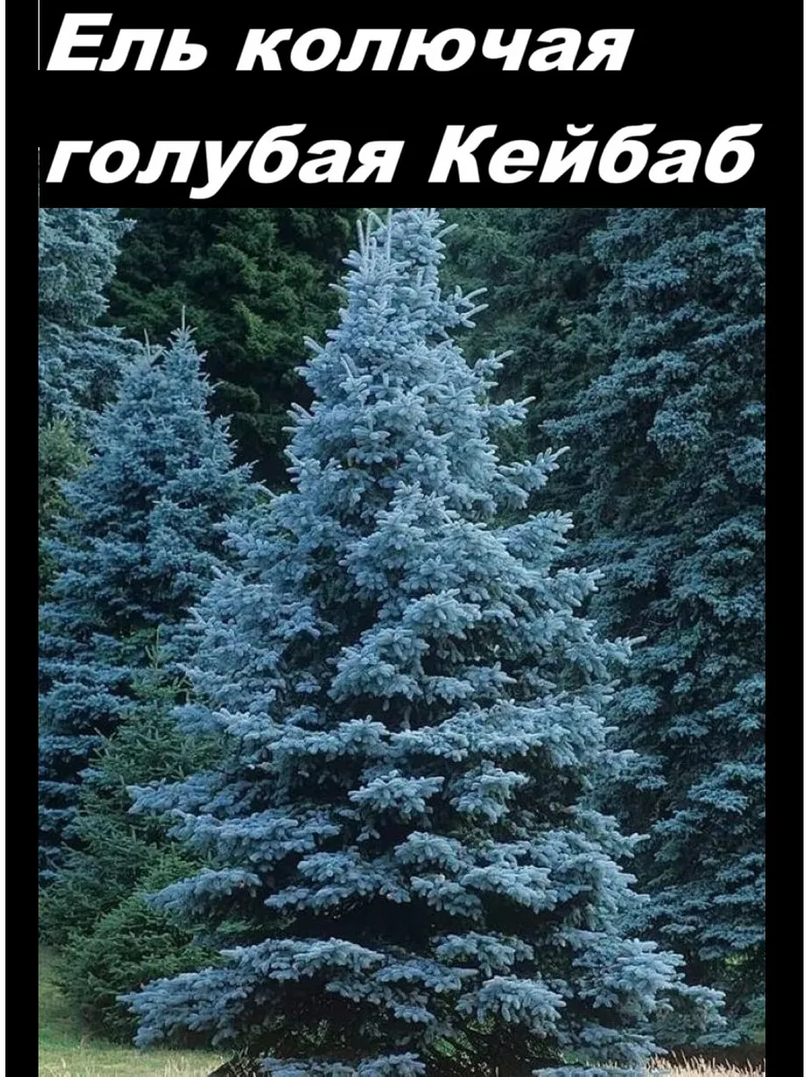 Ель голубая Кейбаб