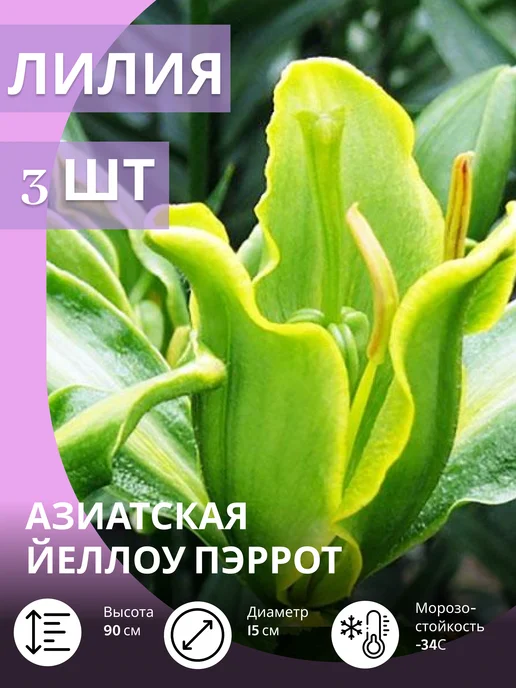 САЖАЙ И ТОЧКА Лилия луковицы, многолетние морозостойкие цветы 3 шт, зеленый