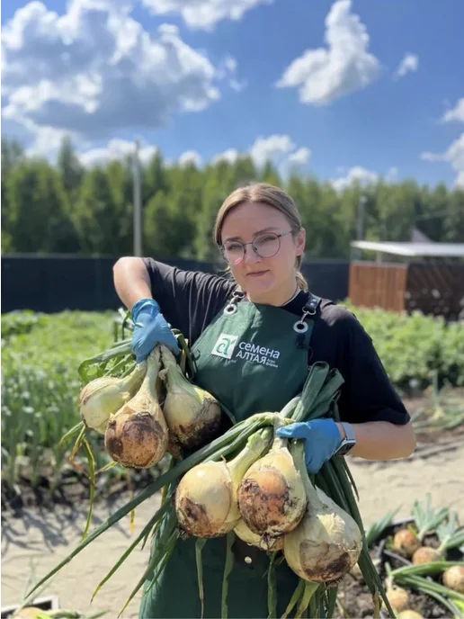 Семена Алтая Семена Лук Репчатый Эксибишен (Голландские) 0.2г, 0,2 г, фото 3