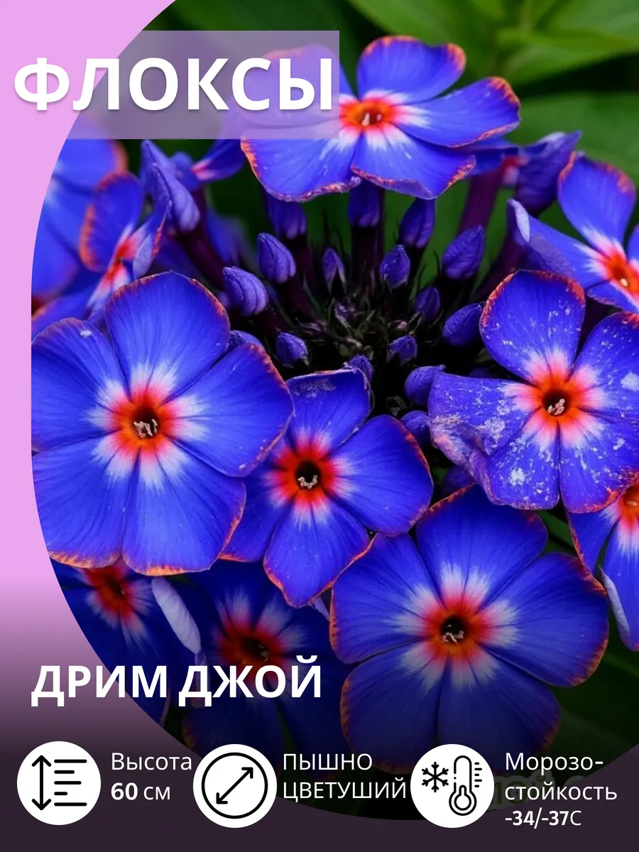 Флокс многолетние морозостойкие махровые саженцы цветов