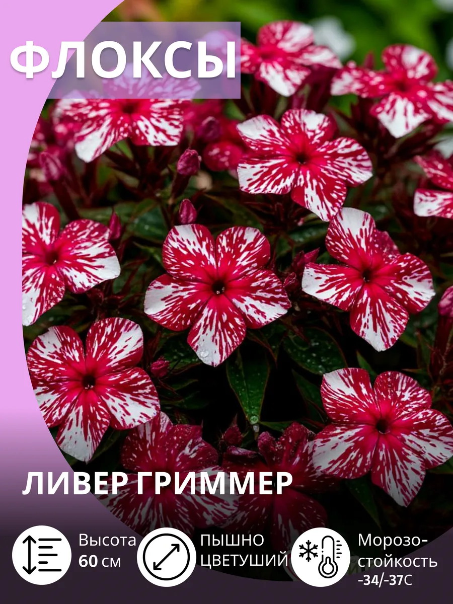 Флокс многолетние морозостойкие махровые саженцы цветов