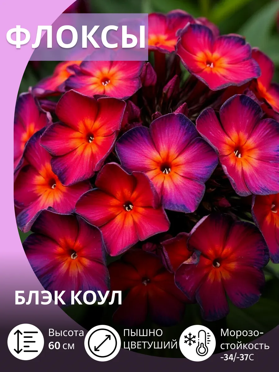 Флокс многолетние морозостойкие махровые саженцы цветов