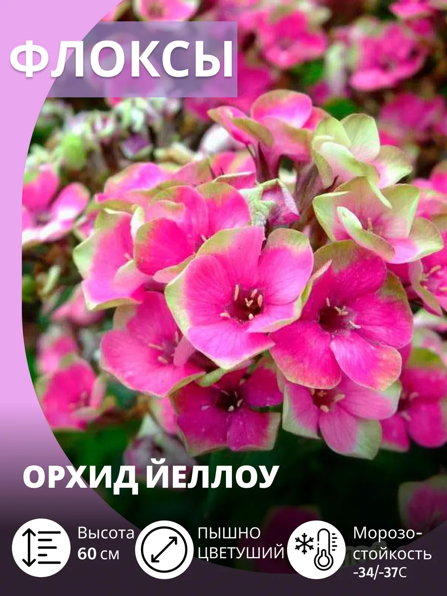 Флокс многолетние морозостойкие махровые саженцы цветов