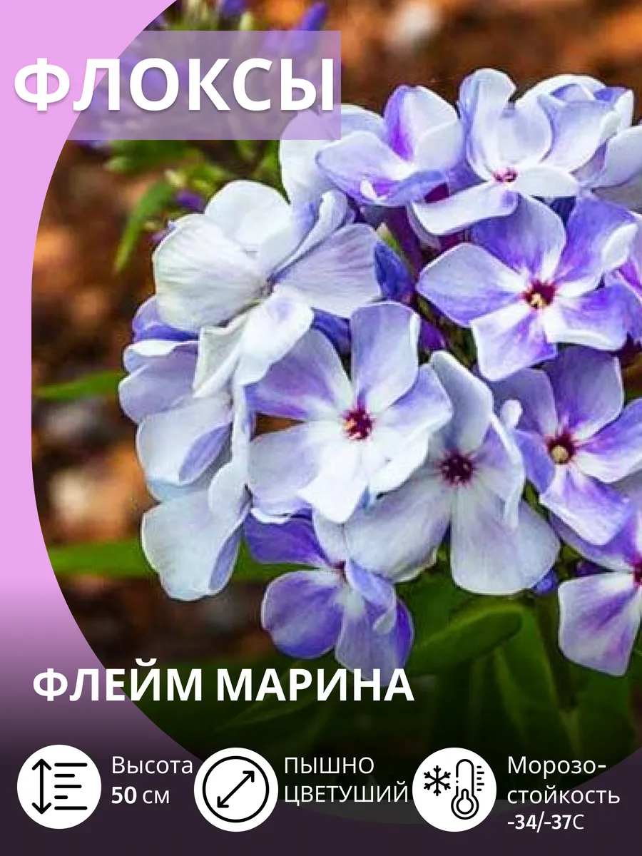 Флокс многолетние морозостойкие махровые саженцы цветов