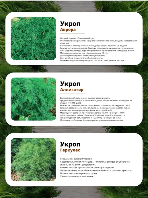 Агрохолдинг ПОИСК Семена укропа для открытого грунта и для подоконника, зеленый, фото 2
