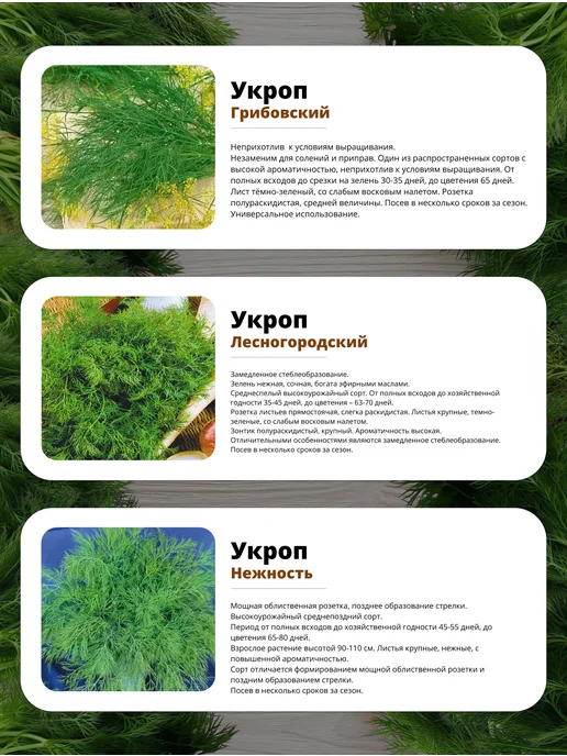 Агрохолдинг ПОИСК Семена укропа для открытого грунта и для подоконника, зеленый, фото 3