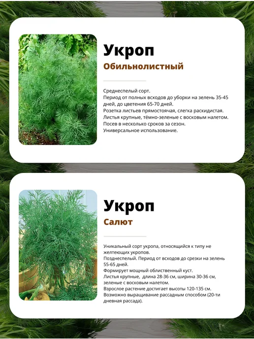 Агрохолдинг ПОИСК Семена укропа для открытого грунта и для подоконника, зеленый, фото 4