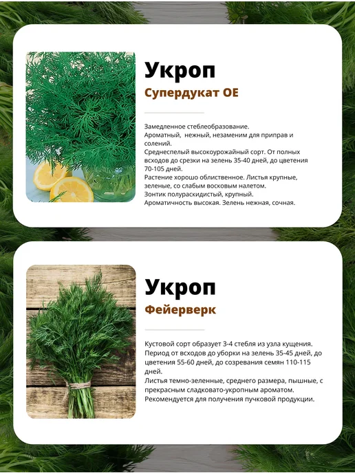 Агрохолдинг ПОИСК Семена укропа для открытого грунта и для подоконника, зеленый, фото 5