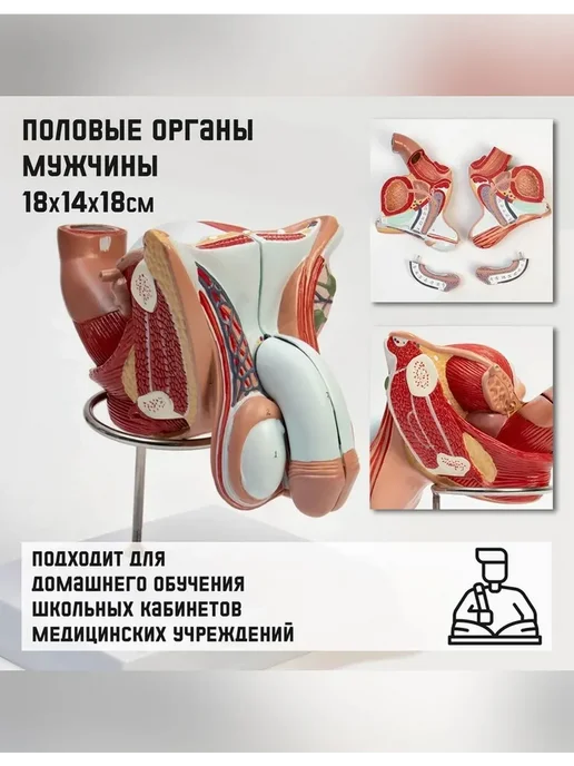 Нет бренда Анатомическая модель половых органов мужчины, вариант, фото 3