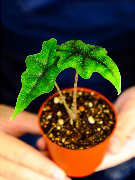 AdeniumHIT Алоказия Жаклин живое растение Alocasia в горшке, D7см, вариант, фото 3