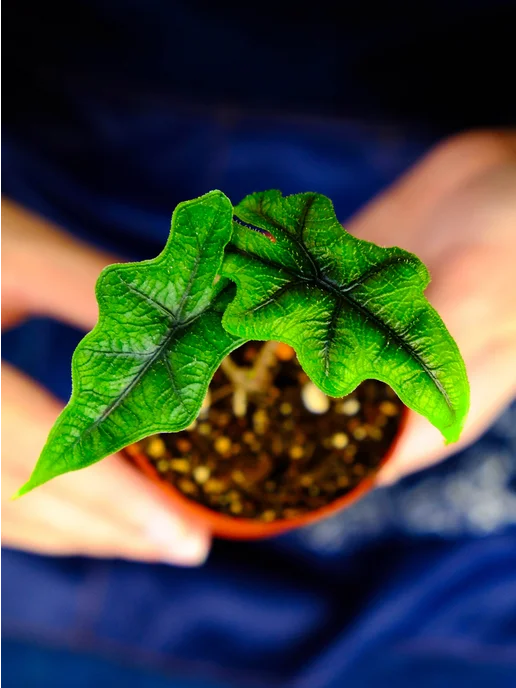 AdeniumHIT Алоказия Жаклин живое растение Alocasia в горшке, D7см, вариант, фото 4