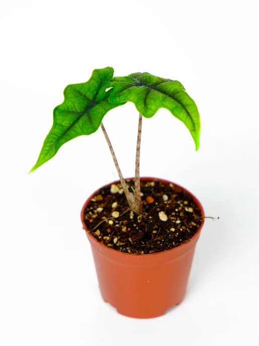 AdeniumHIT Алоказия Жаклин живое растение Alocasia в горшке, D7см, вариант, фото 5