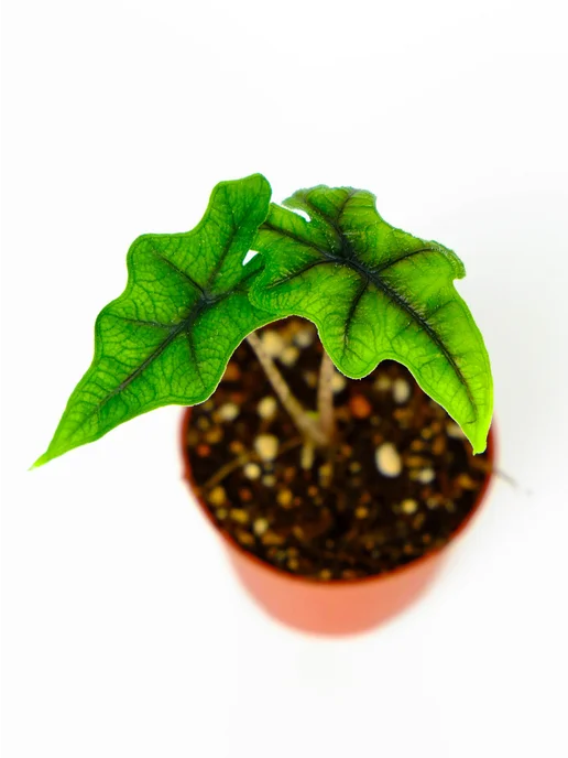 AdeniumHIT Алоказия Жаклин живое растение Alocasia в горшке, D7см, вариант, фото 6