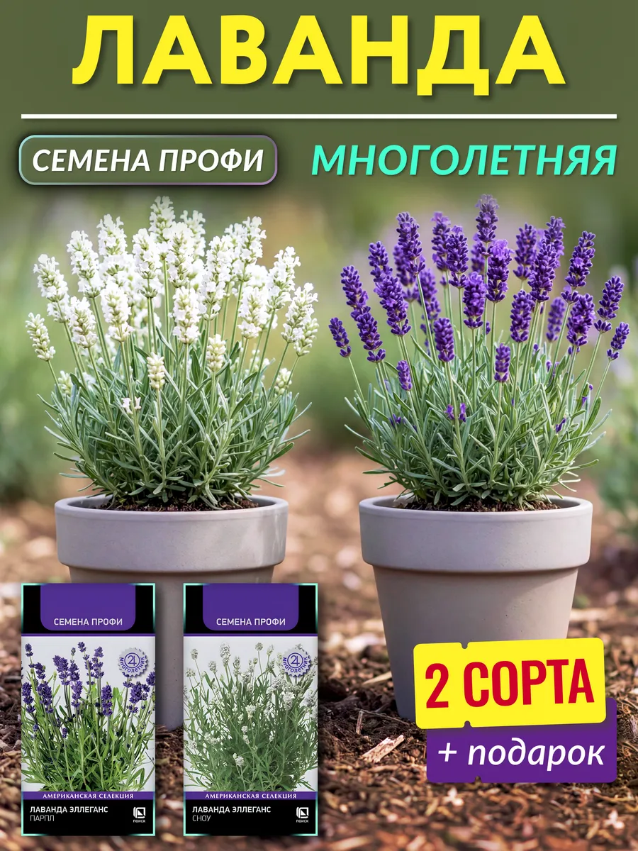 Семена лаванды Эллеганс многолетней зимостойкой