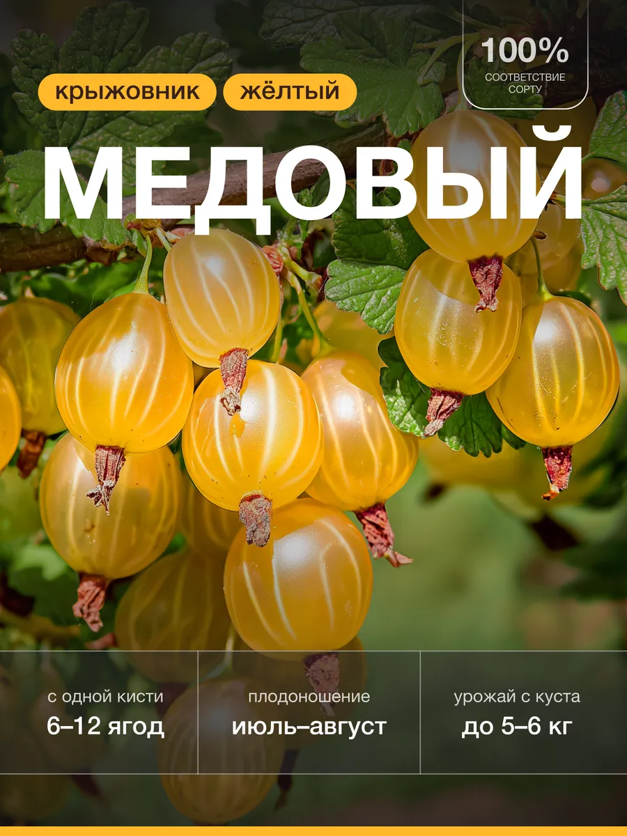 Саженец крыжовника Медовый с шипами
