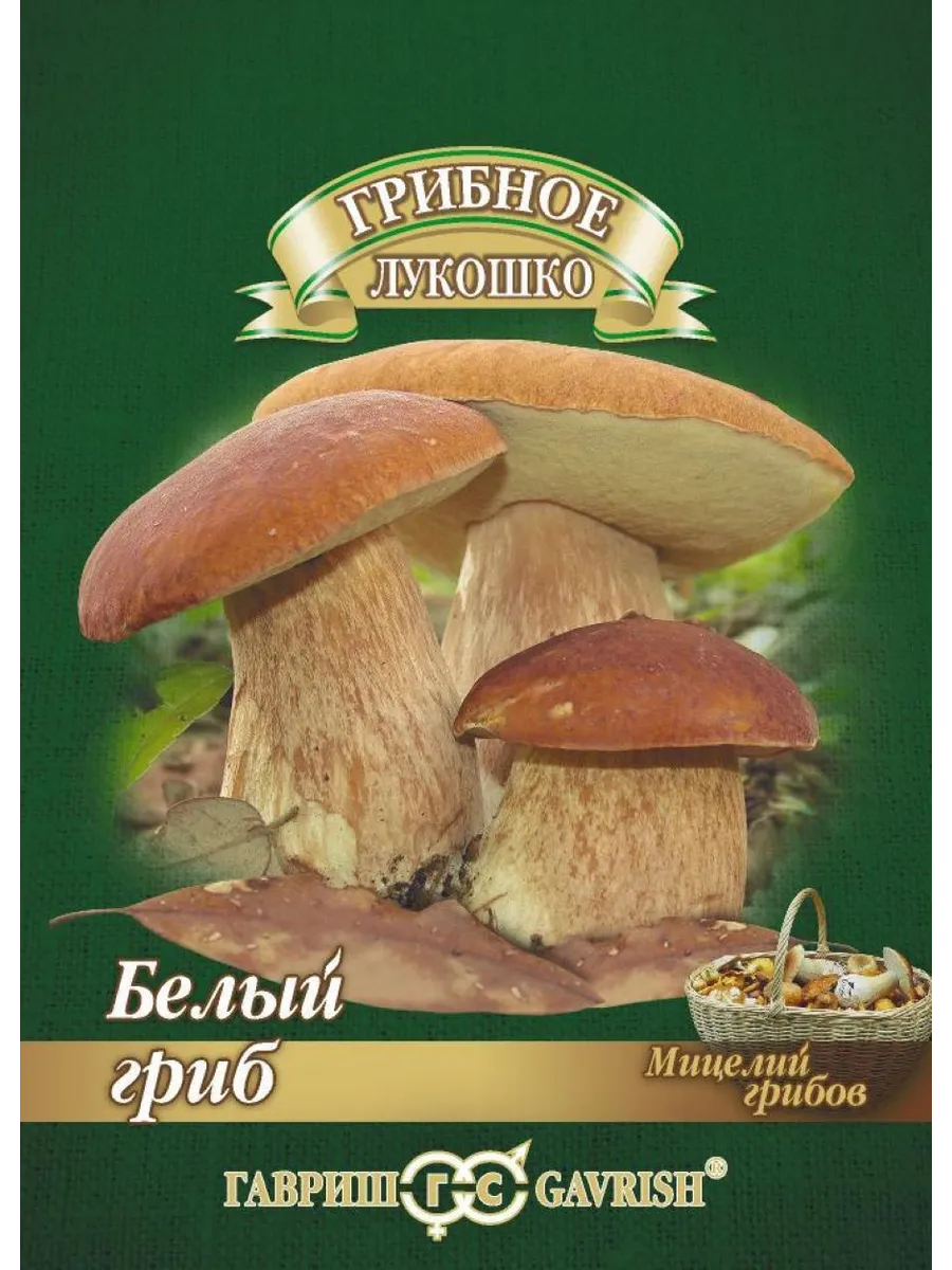 *Белый гриб на зерновом субстрате