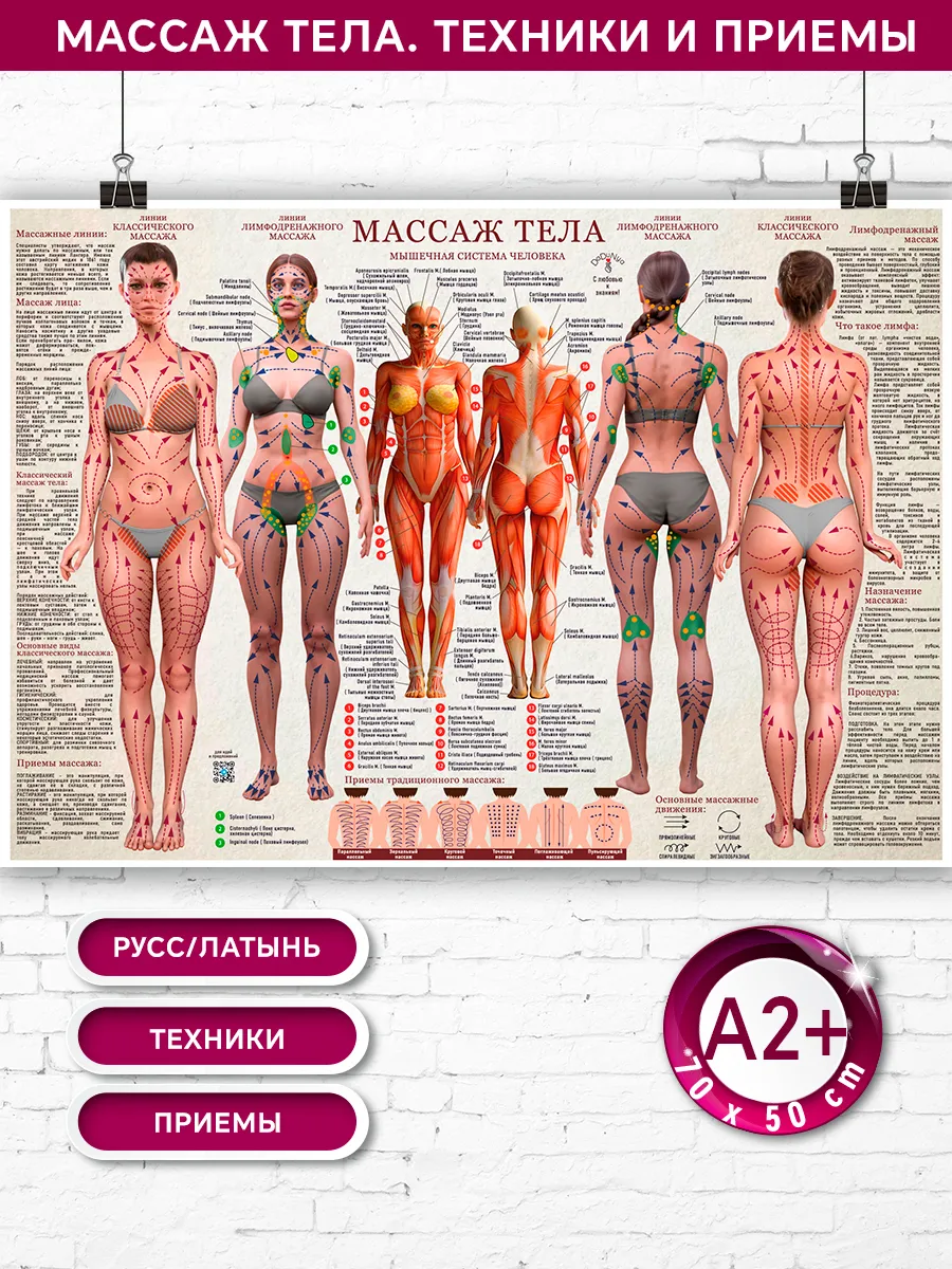 Плакат а2+ 50см х 70 см Теория массажа тела подробно