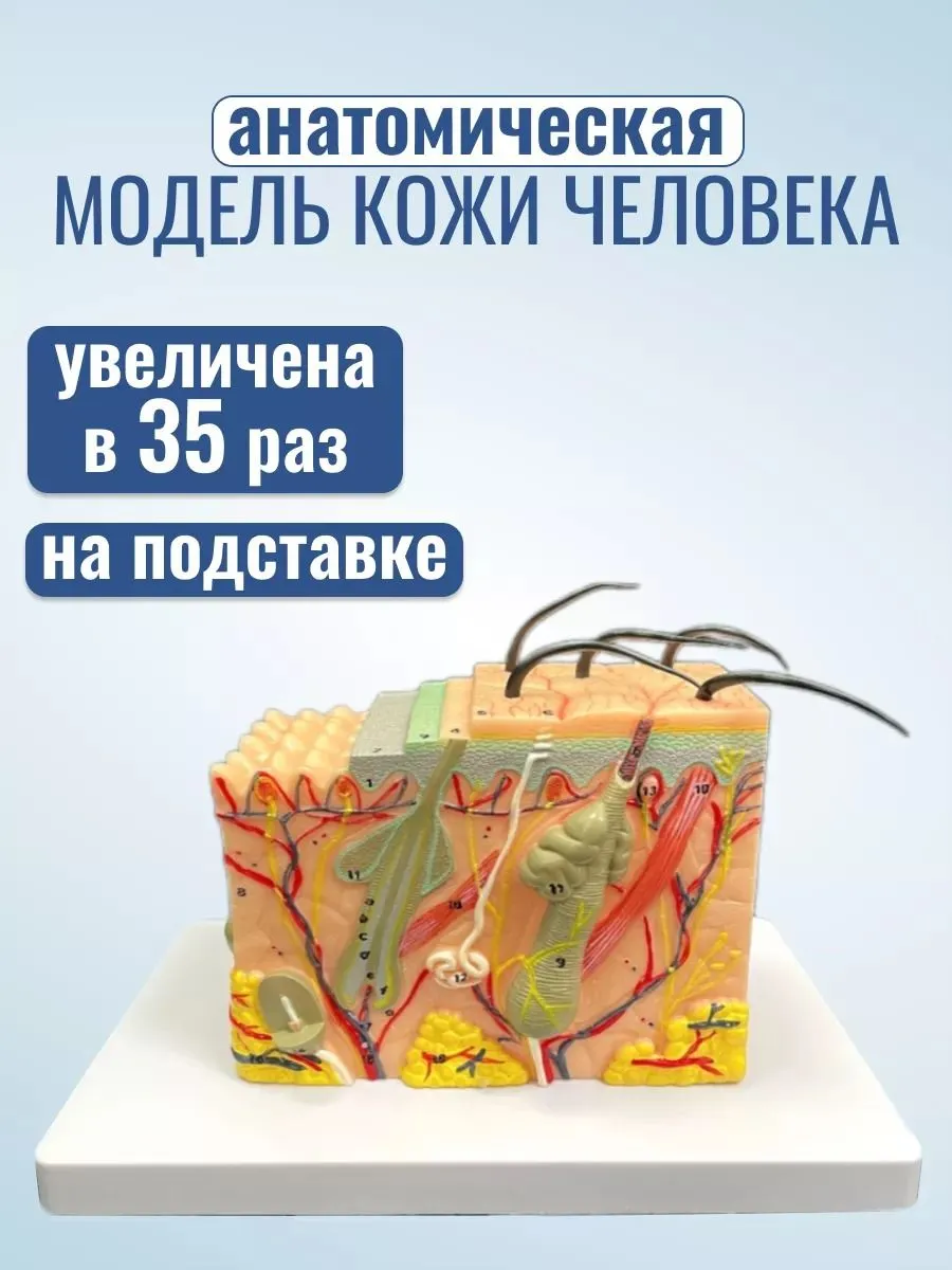 Анатомическая модель кожи человека ×35