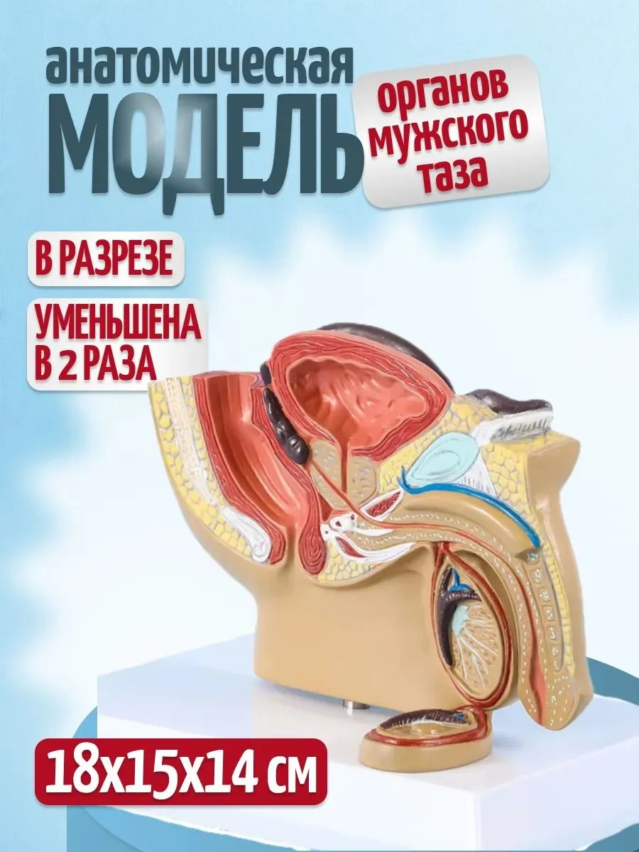 Анатомическая модель мужского таза