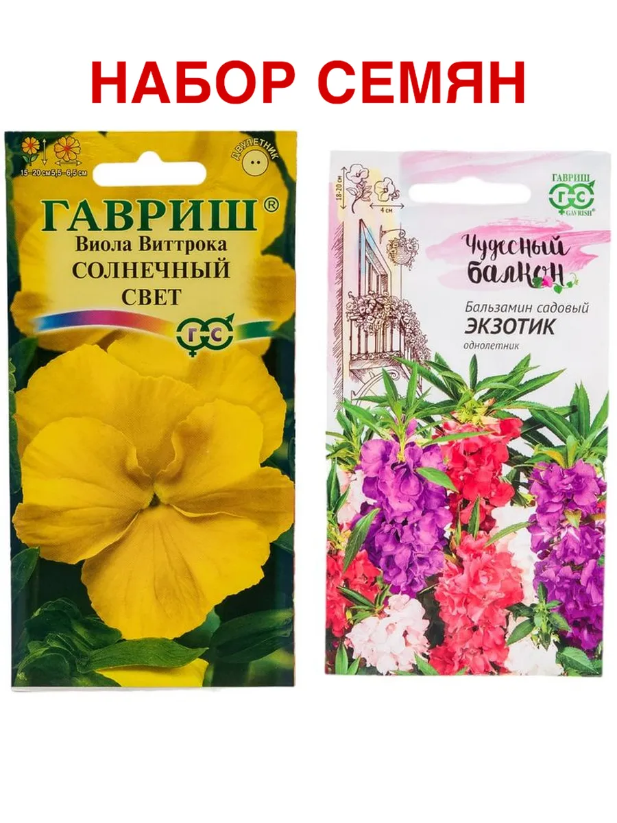 Виолла - солнечный день - 40 фото Виолла - солнечный день - 40 фото