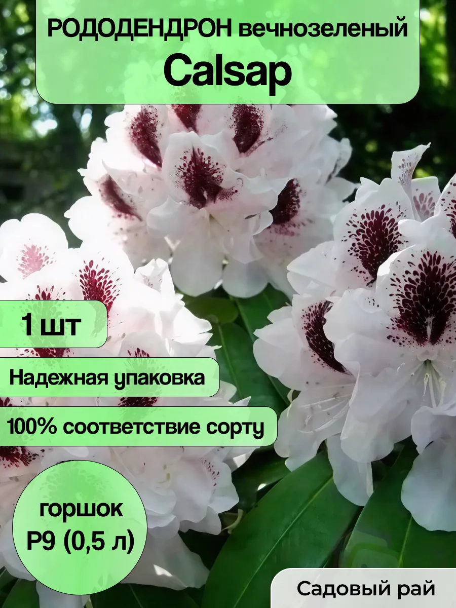Саженец Рододендрона Calsap