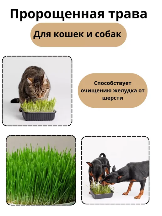 КРУПОВИЧОК Ячмень для проращивания 500 гр, 500 г, фото 4