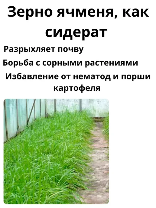КРУПОВИЧОК Ячмень для проращивания 500 гр, 500 г, фото 5