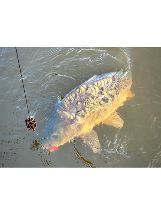 Mad Carp Baits Бойлы нейтральные 15 х 11 мм Шелковица Мэд Карп, 15x11 мм, фото 8