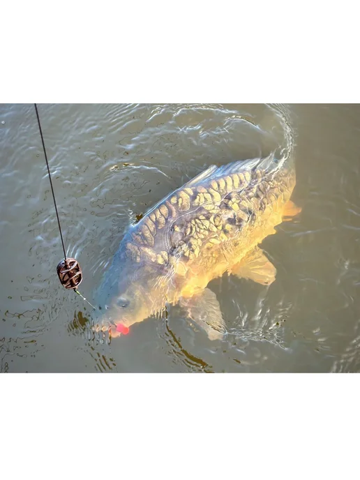 Mad Carp Baits Бойлы нейтральные 12 х 9 мм Лесные Фрукты Мэд Карп, 12x9 мм, фото 7
