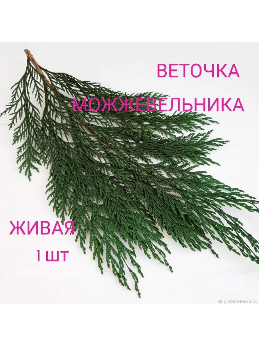 Живая веточка можжевельника 1 шт