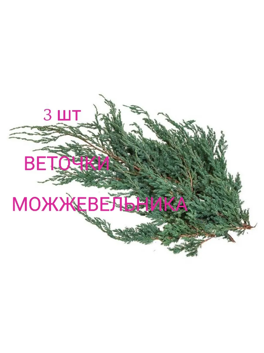Живые веточки можжевельника набор 3шт