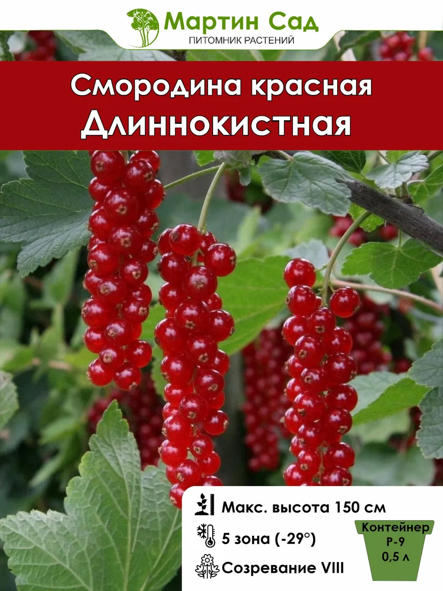 Смородина красная Длиннокистная Р-9