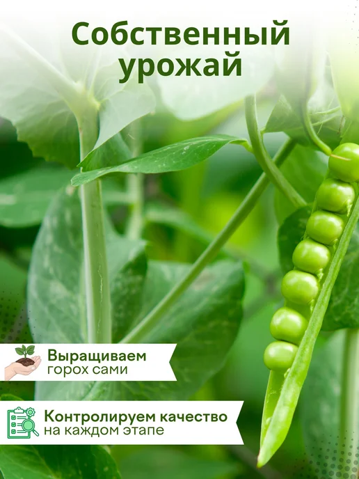 Горох для проращивания 2кг, 2 кг, фото 2