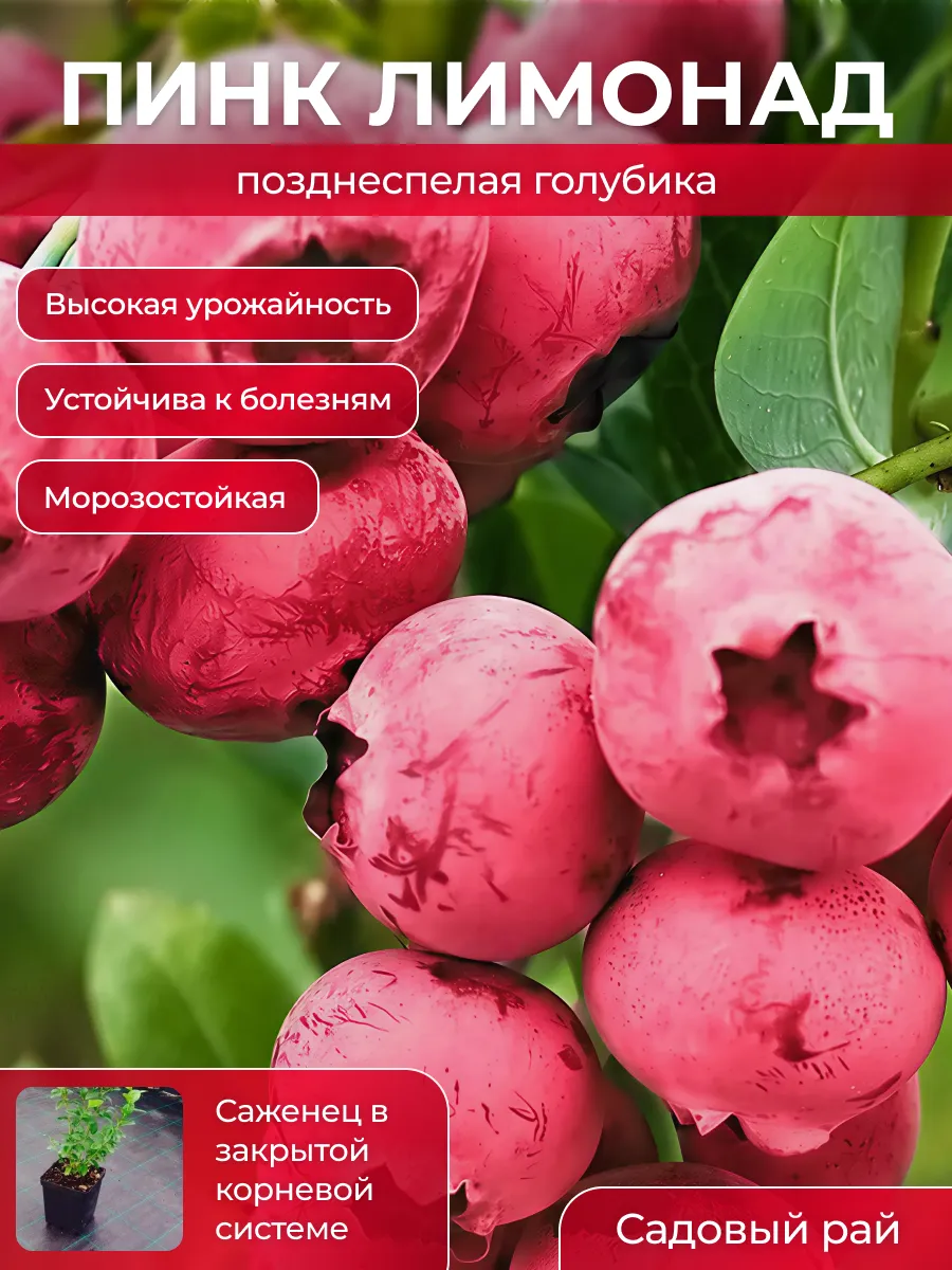 голубика саженец Пинк лимонад