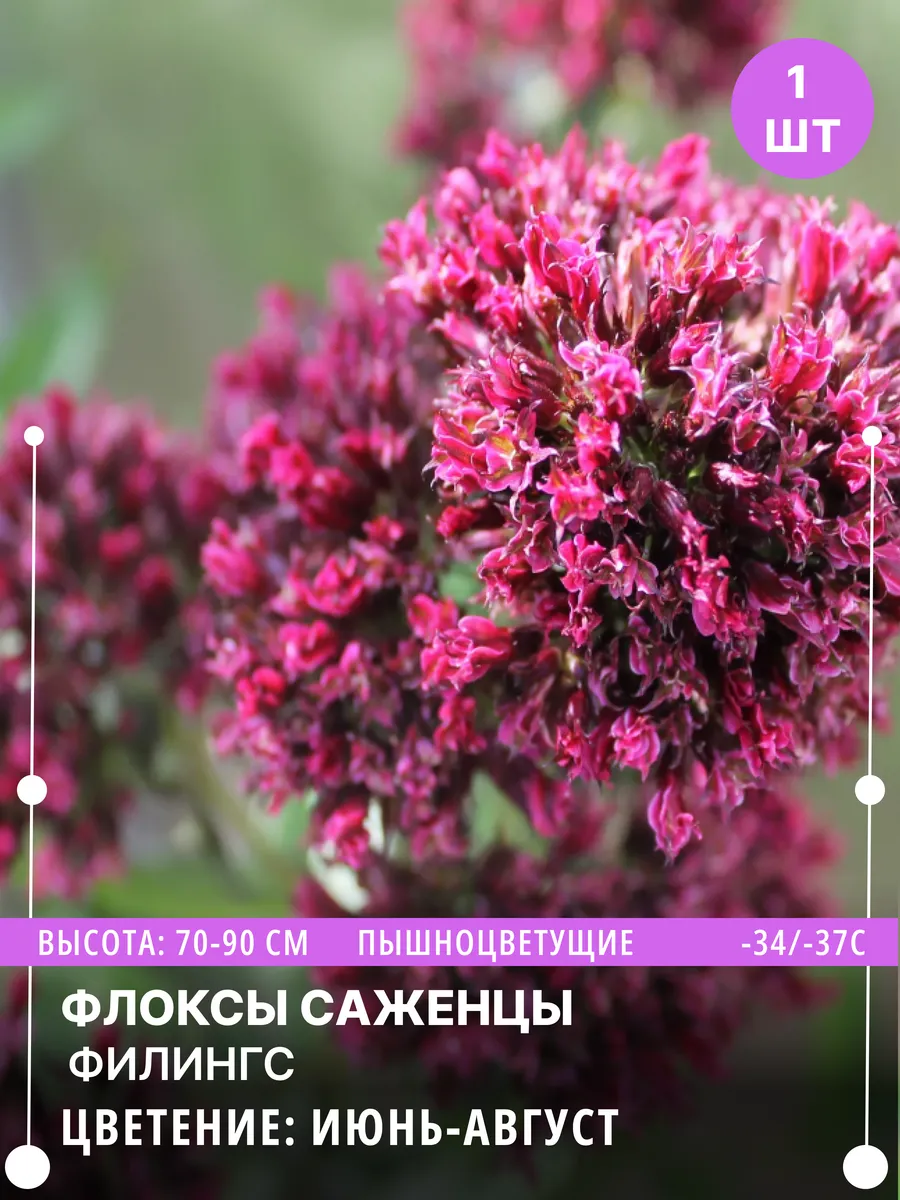 Флокс многолетние морозостойкие махровые саженцы цветов
