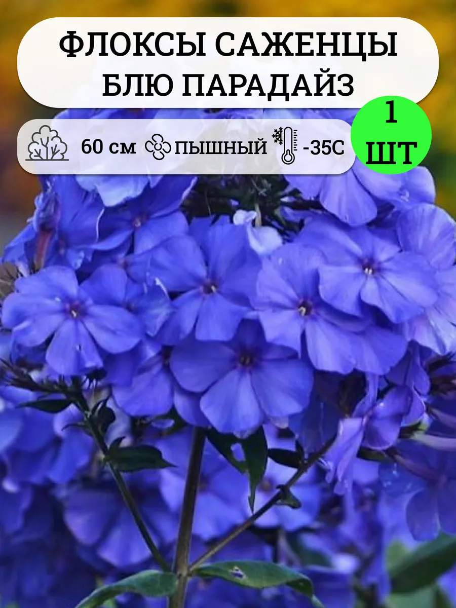 Флокс многолетние морозостойкие махровые саженцы цветов